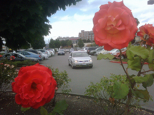 Seattle parking lot with flowers